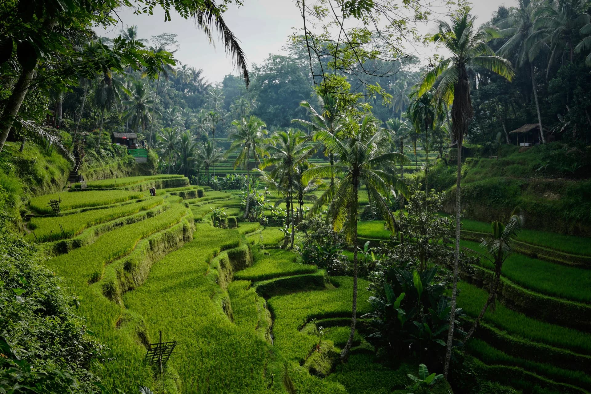 Verdi terrazze di riso circondate da palme tropicali a Tegallalang, Bali, Indonesia