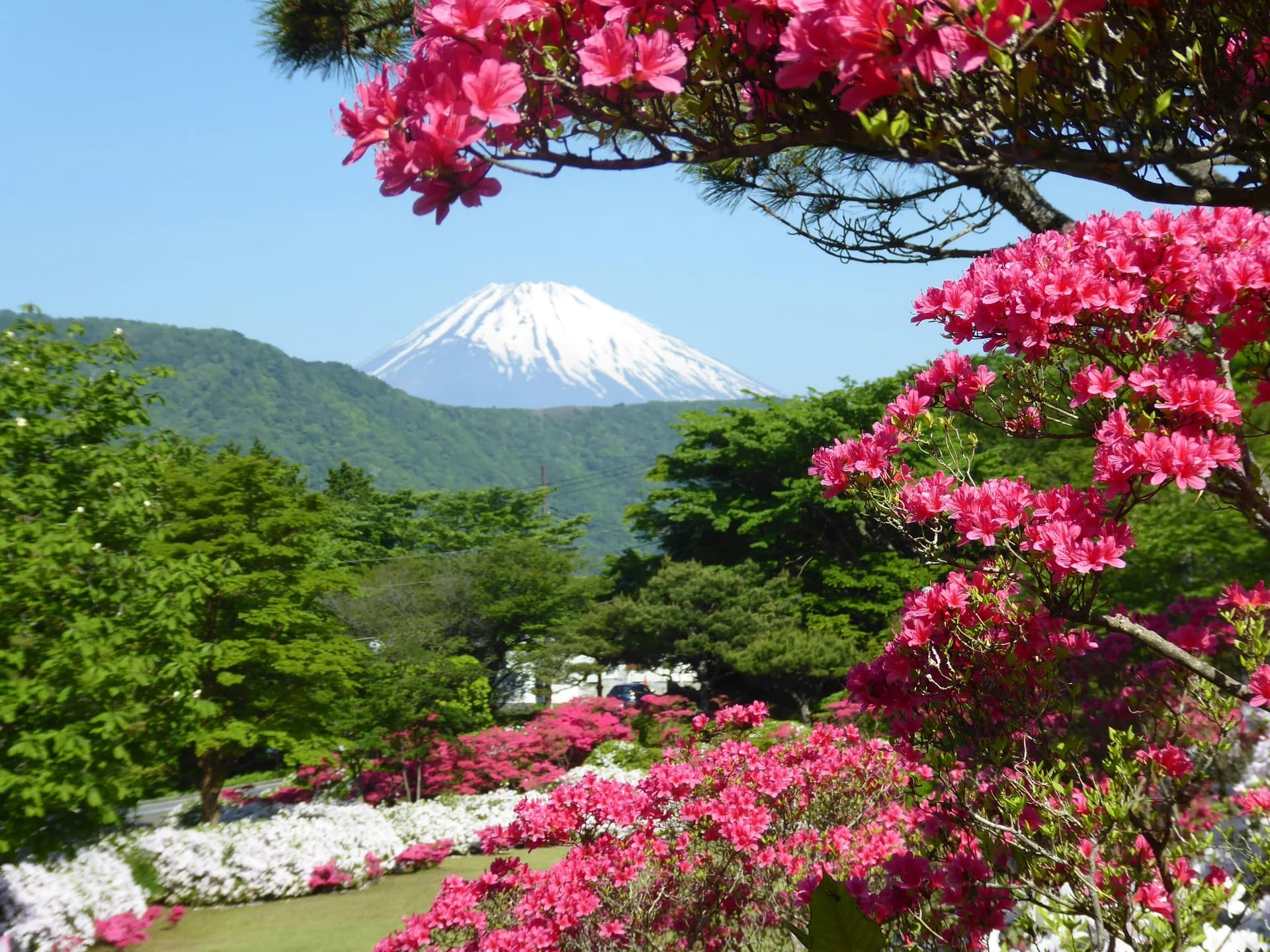 Il Monte Fuji innevato in Giappone incorniciato da cespugli di fiori rosa e alberi verdi