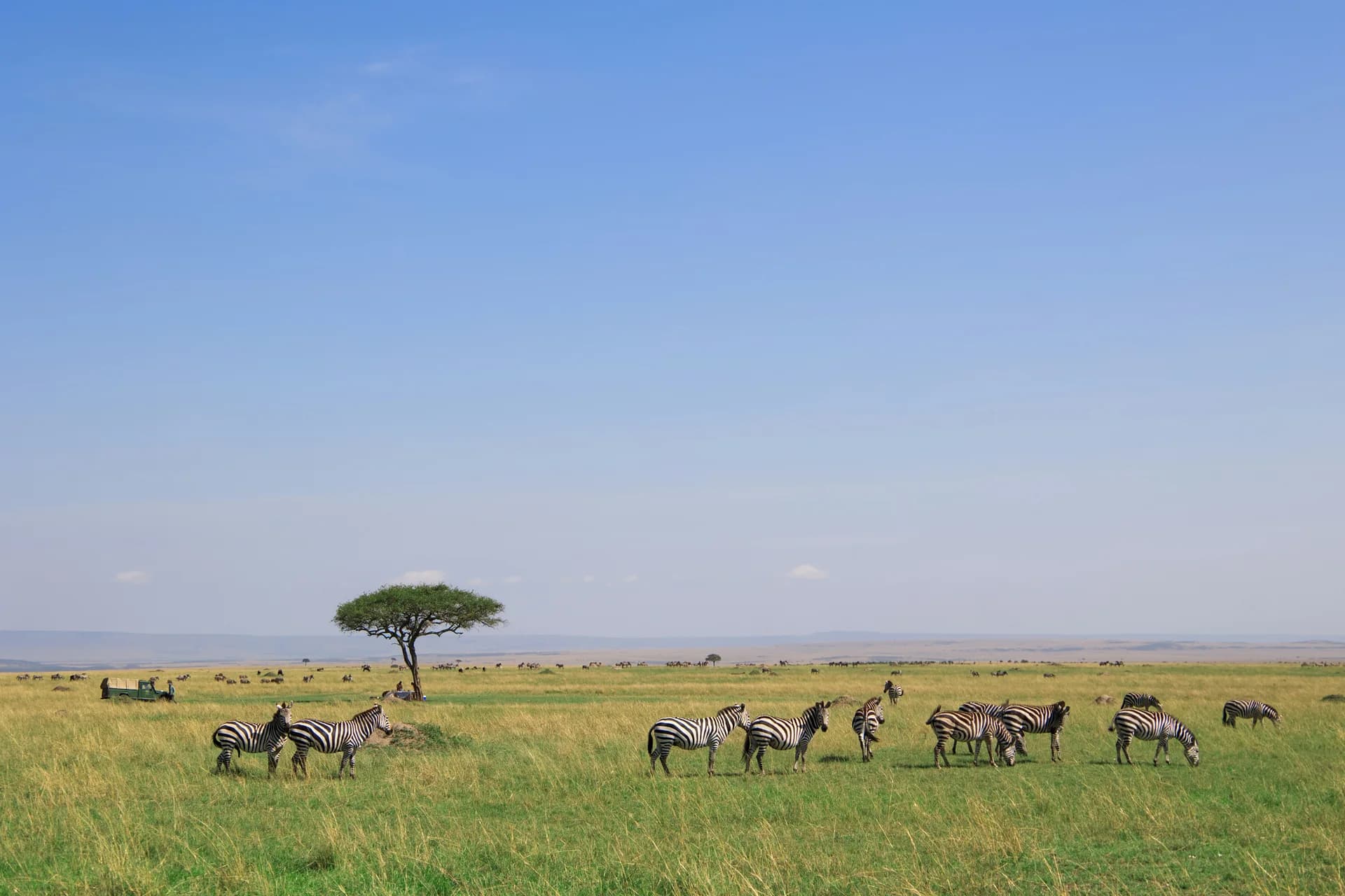 Branco di zebre al pascolo nella savana del Kenya con un'acacia e un fuoristrada da safari
