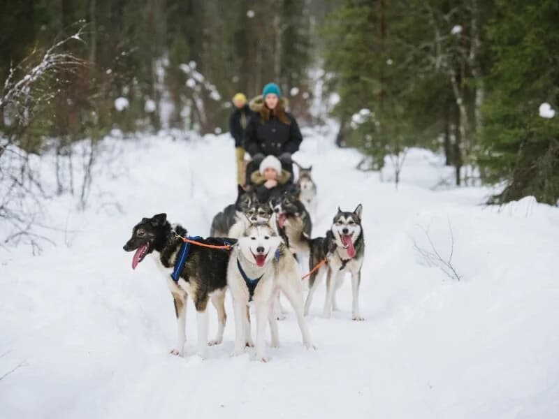 Tour Rovaniemi Evasione d'inverno, foto 3