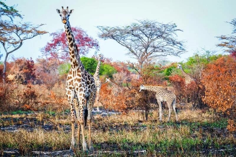 Soggiorno all'Anaya Club Zanzibar 5* & Safari Saadani 2 notti, foto 2