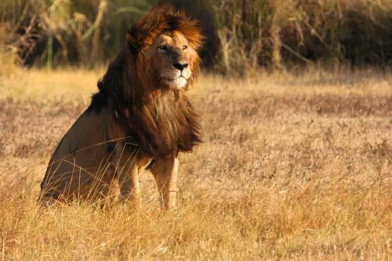 Soggiorno all' Anaya Club Zanzibar 5* & Safari Serengeti 2 notti, foto 3