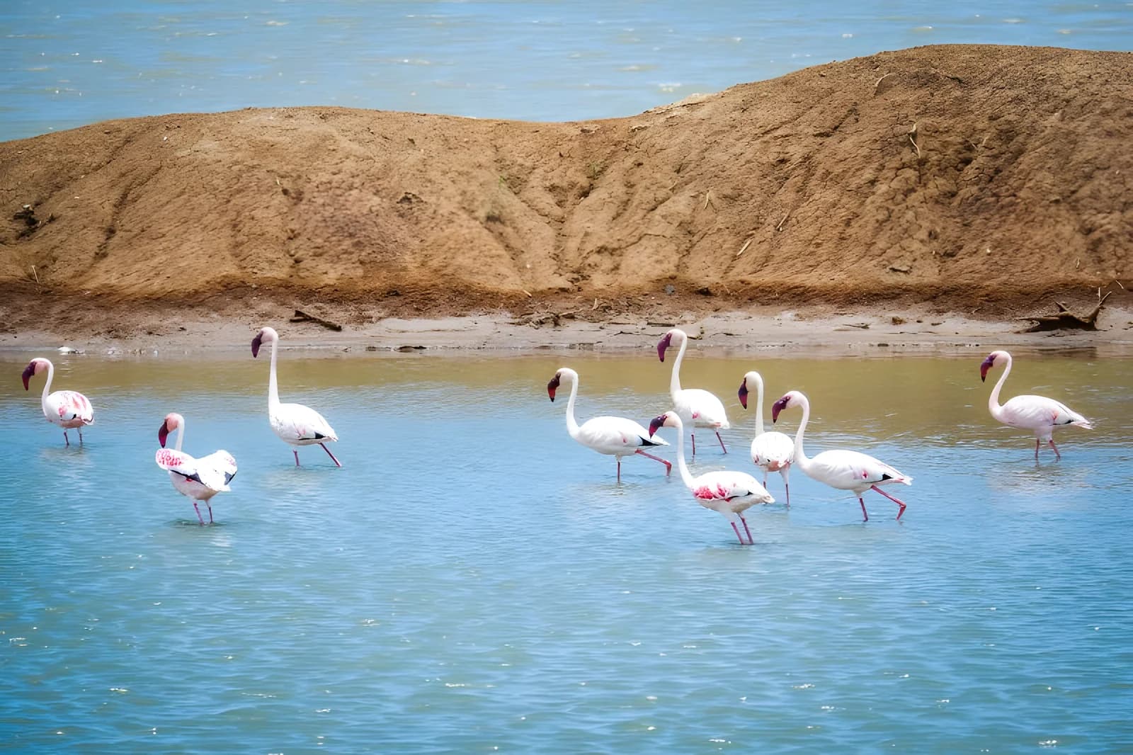 KappaViaggi Club Karafuu Beach Resort & SPA 5* & Safari Saadani Soggiorno di 1 notte, foto 2