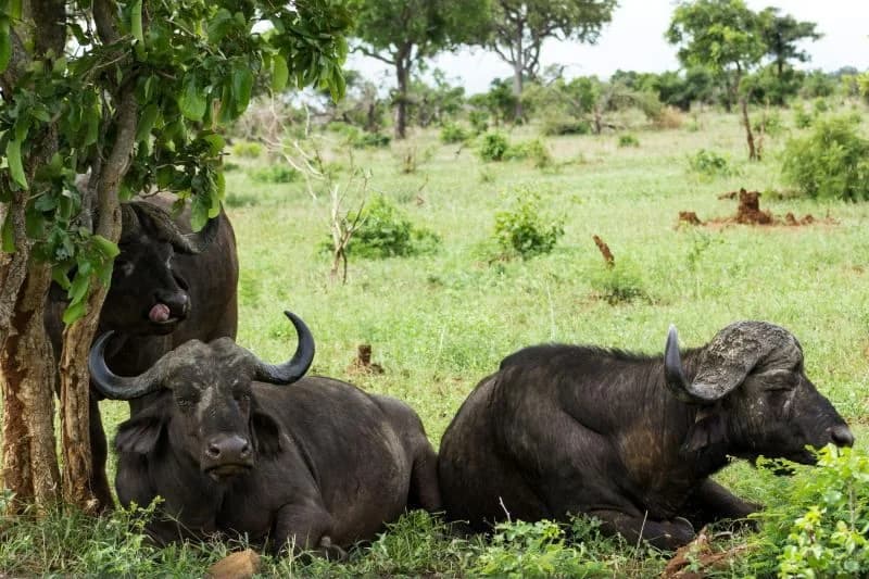 Soggiorno al Kappa Senses Zanzibar 5* e safari a Saadani (2 notti), foto 2