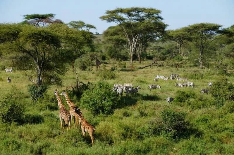 Soggiorno al Kappa Senses Zanzibar 5* e safari a Saadani (2 notti), foto 3