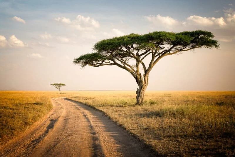 Soggiorno al Kappa Senses Zanzibar 5* e safari a Saadani (2 notti), foto 4