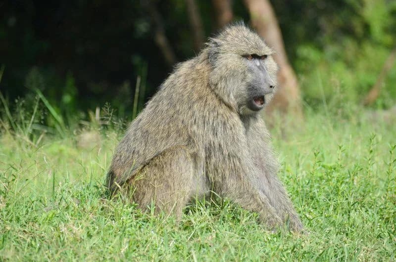 Soggiorno al Kappa Senses Zanzibar 5* e safari a Saadani (2 notti), foto 6