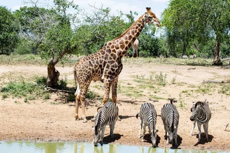 Soggiorno al Kappa Senses Zanzibar 5* e safari a Saadani (1 notte), foto 2