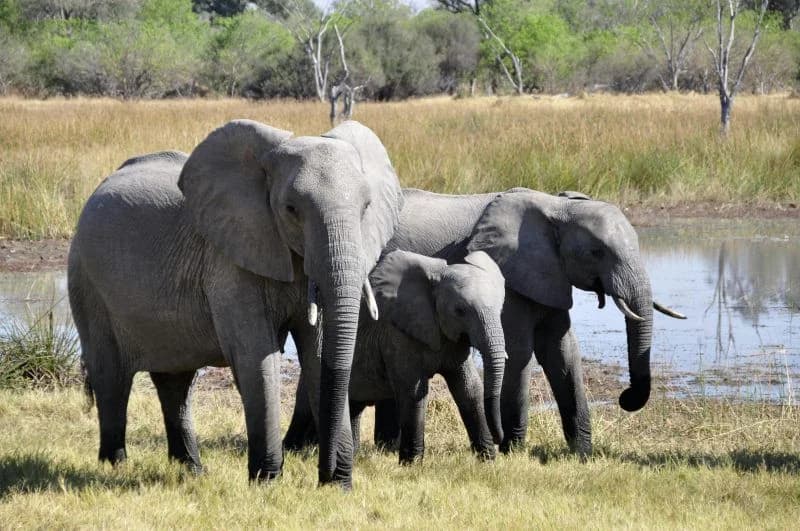 Soggiorno al Kappa Senses Zanzibar 5* e safari a Saadani (1 notte), foto 3